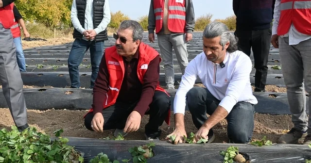 Malatya da çilek yetiştiriciliğinde hibe destekli proje başladı Malatya Haberleri