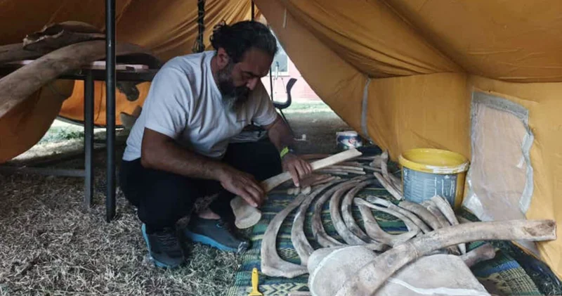 Toprak altından çıkarılan Fin balinasının iskeleti puzzle gibi birleştiriliyor