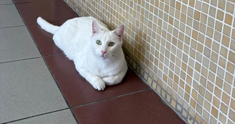 Bakırköy Adliyesi’ndeki kediler toplatılacak: Başsavcılık çözüm önerilerimizin hepsini reddetti; bu karar hukuka, bilime ve vicdana aykırıdır