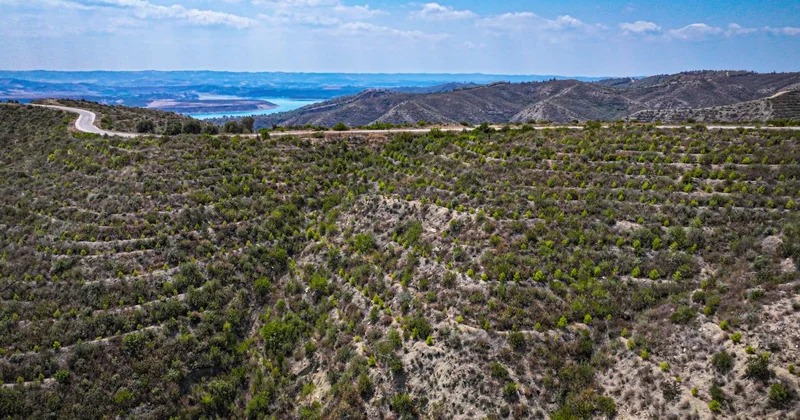 Ormanlar küllerinden doğuyor, yanan alanlar yeniden yeşeriyor