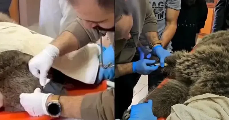 Yaralı bulunan bozayı, tedaviye alındı