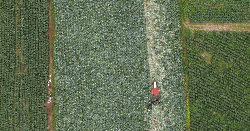 Çorbası da turşusu da şifa: Hasadı başladı, kilosu 8 lira Sözcü Gazetesi