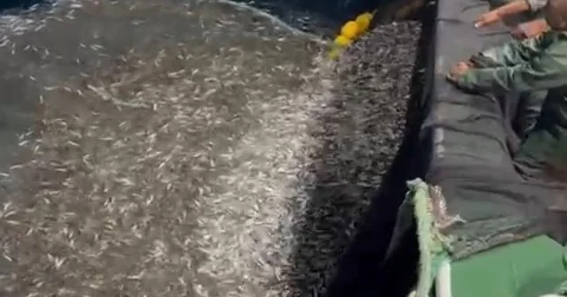 Çanakkale de balıkçılardan örnek avcılık, yavru balıkları denize geri saldı Çanakkale de balıkçılar ağlarına takılan yavru balıkları denize saldılar Çanakkale Haberleri