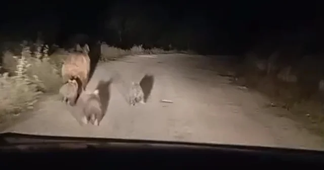 Siirt te köy yoluna inen ayı ve yavruları kamerada Siirt Haberleri