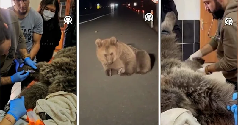 Kars’ta yaralı bozayı yol kenarından kurtarıldı, tedavi sonrası doğaya salınacak Sözcü Gazetesi