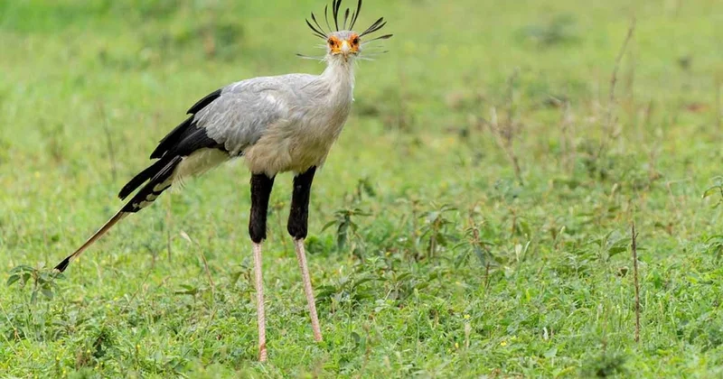 Turna kuşuna benziyor, gücüyle kartalı bile şaşırtıyor! Bu kuş, avını tek tekmeyle öldürüyor Sözcü Gazetesi