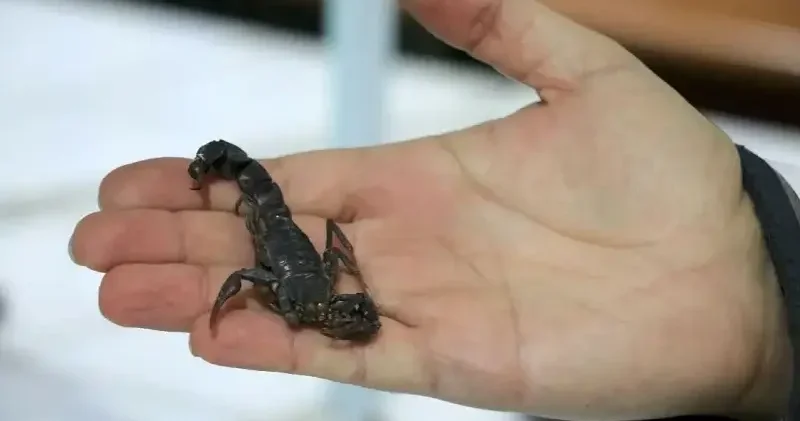 Niğde’den dünyaya ’akrep zehri’ ihracatı Niğde Haberleri