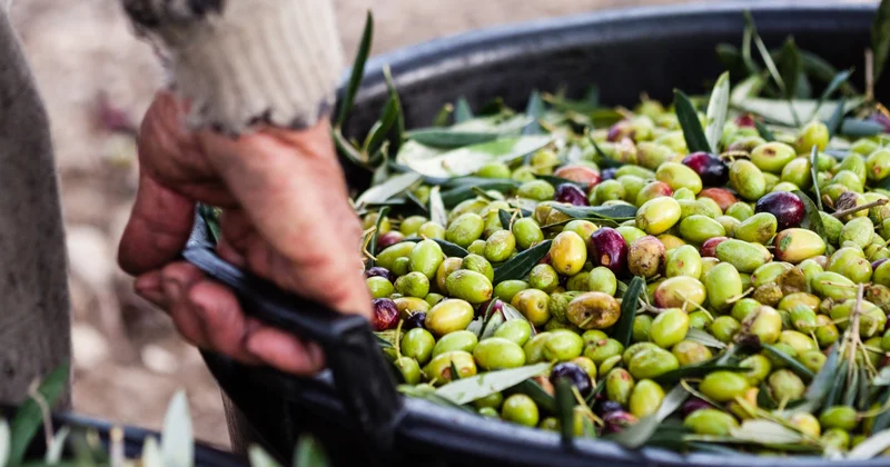Zeytin bereketi Agos