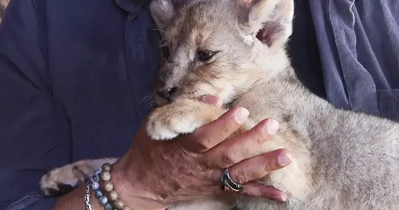 Tuzla da denetimde ele geçirilen yavru aslana Hugo adı verildi: Artık vatanı burası
