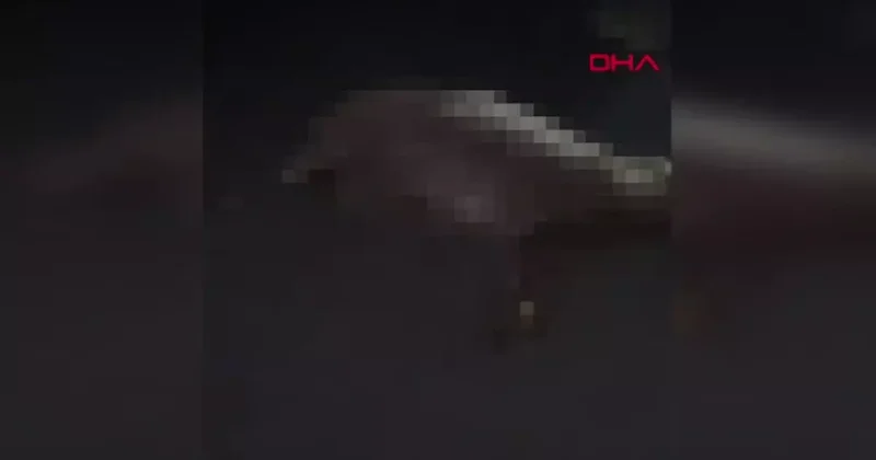 Şırnak ta otomobil koyunlara çarptı! 7 koyun telef oldu