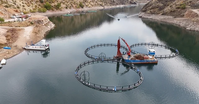 Diyarbakır da 500 ton kapasiteli tesisten dünyaya Mezopotamya somonu gönderilecek Diyarbakır Haberleri