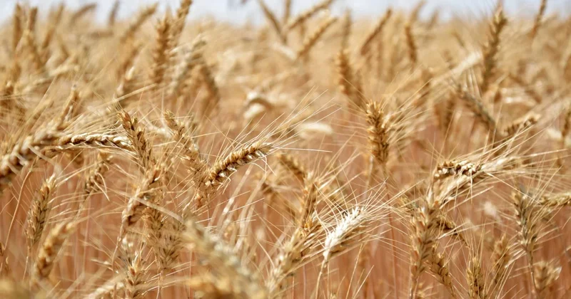 TİGEM, 2025 mahsul 2 bin ton buğdayı satışa çıkarıyor Sözcü Gazetesi