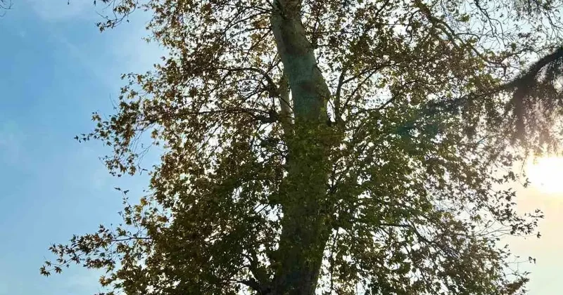 Asırlık çınar ağacının koruma altına alınması bekleniyor