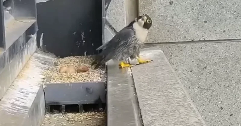 Bu kuşlar ülkenin yıldızı oldu: Onbinlerce kişi oturup Nestflix izliyor Sözcü Gazetesi