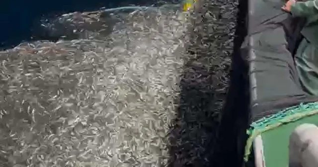 Çanakkale de balıkçılar, avladıkları yüzlerce kasa yavru balığı denize bıraktı Çanakkale Haberleri