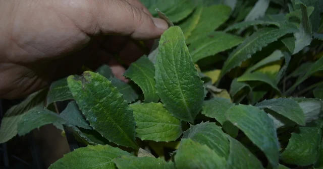 Gömeç te 50 bin enginar fidesi dağıtıldı Balıkesir Haberleri