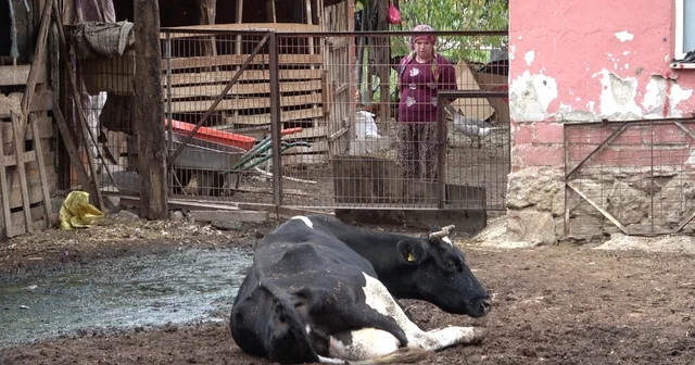 Şapa karşı en radikal koruma aşı: Aşılamayı ihmal etmeyin Bursa Haberleri