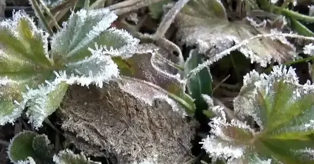 Sarıkamış’ta bitkiler kırağıyla kaplandı VİDEO İZLE