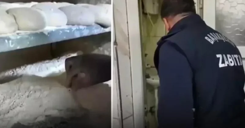 Fırında mide bulandıran görüntüler! Ekmek diye ne yiyoruz Sözcü Gazetesi