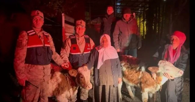 Jandarma çalınan hayvanları sahibine teslim etti Ardahan Haberleri