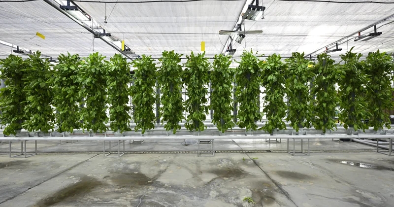 Türkiye’nin dikey tarımında yerli sistemle yüksek verim: 42 metrekarede 750 bitki üretiliyor Sözcü Gazetesi