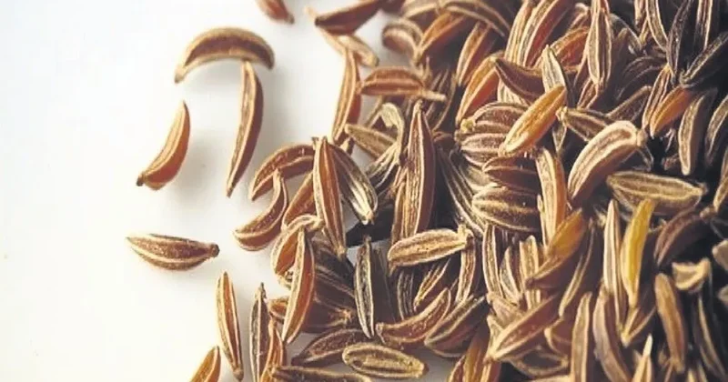 İDİL AÇIKALIN Kimyondan gelen şifa