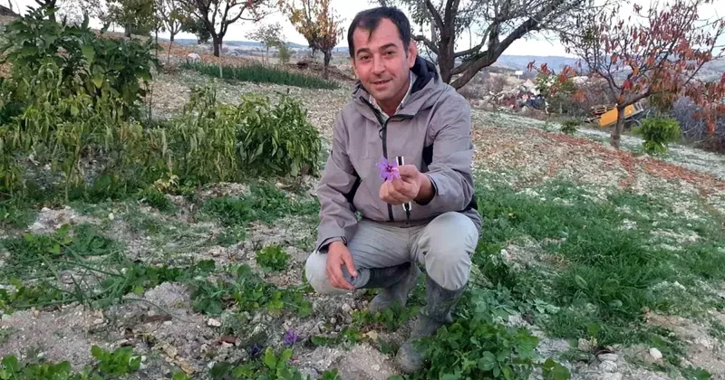Demirci de İlk Safran Yetiştirildi