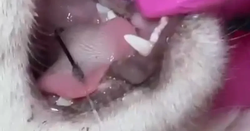 Balık artıklarını yemek isteyen kedinin ağzı ve ayağına olta kancası battı