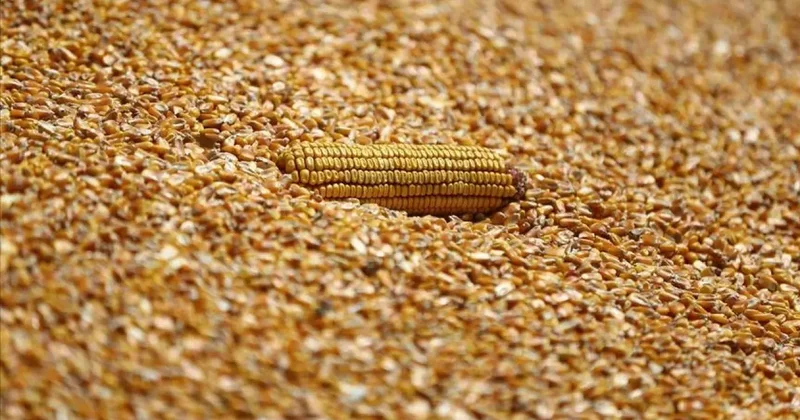 Arpa ve mısır ithalatında tarife kontenjanları 1 milyon ton olarak yeniden belirlendi