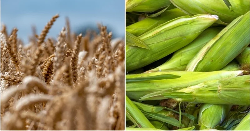 Resmi Gazete de yayımlandı: Arpa ve mısır ithalatında tarife kontenjanları belirlendi Alışveriş Haberleri