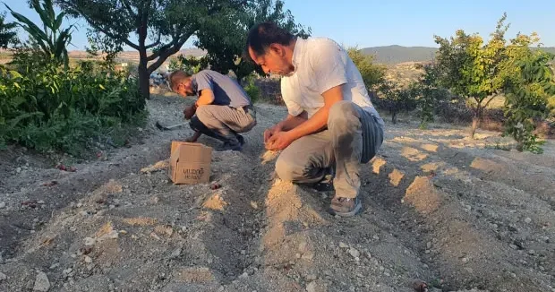 Manisa haberleri İlçede bir ilk! Tarlasının ekim denemesi yaptı 150 gram ürün elde etti 08 Kasım 2025