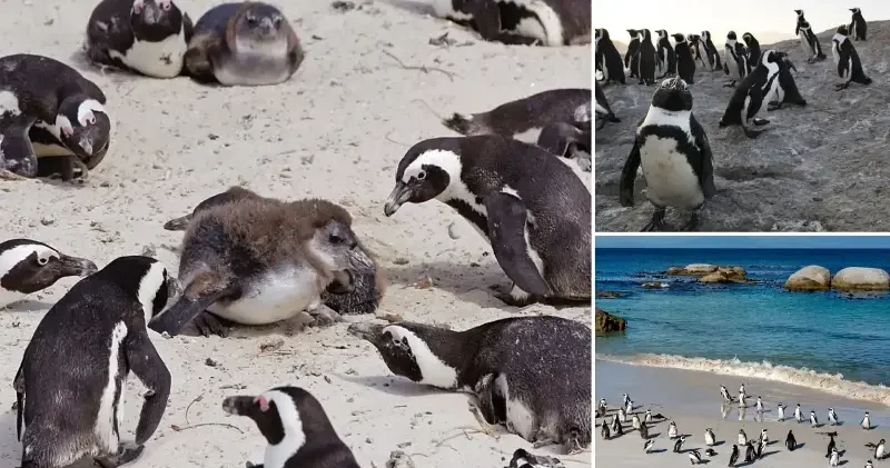 Güney Afrika açıklarında 62 bin penguen ölü bulundu: Besin zinciri çöktü Afrika Haberleri