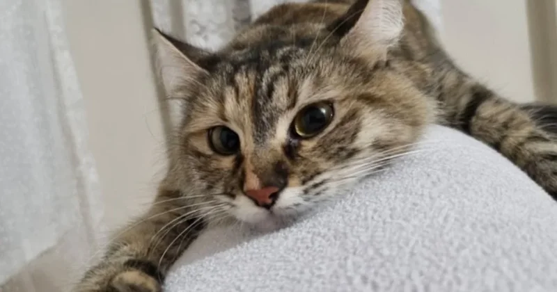 Kedinizin zeki olup olmadığını anlamanın basit yolu Sözcü Gazetesi