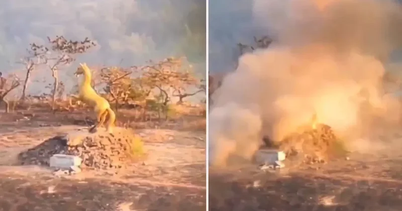 Tayland ve Kamboçya nın çatışması, savaşa dönmek üzere! Anıtı böyle yerle bir ettiler