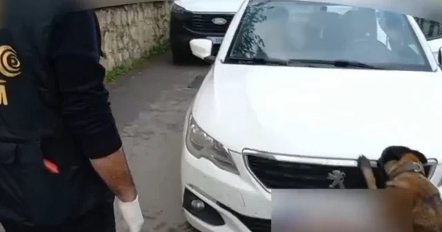 92 kilo bonzai hammaddesi taşıyan 2 şüpheli gözaltına alındı Sakarya Haberleri