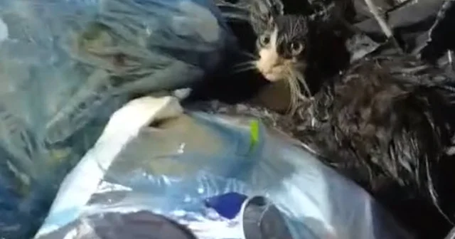 Konteyneri boşaltırken gördükleri ağzı bağlanmış poşetteki kediyi kurtardılar Muğla Haberleri