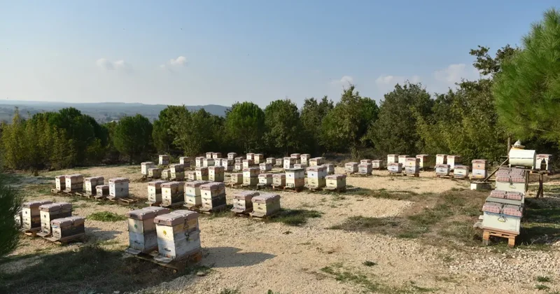 Dolandırıcıların yeni gözdesi! Kilosu 20 bin lira: Yüzde 90 ı sahte!