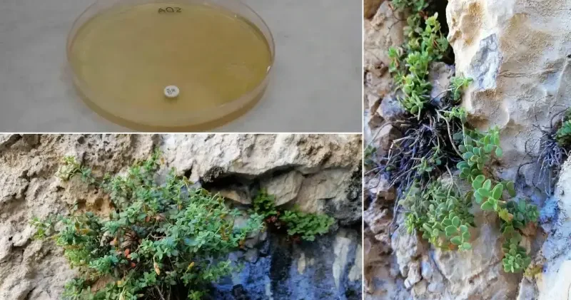 Malatya da ortaya çıktı: Bilimsel olarak doğrulandı, verimliliği yüzde 90’a dayandı... Ticari değeri hızla yükseliyor Bilim Haberleri