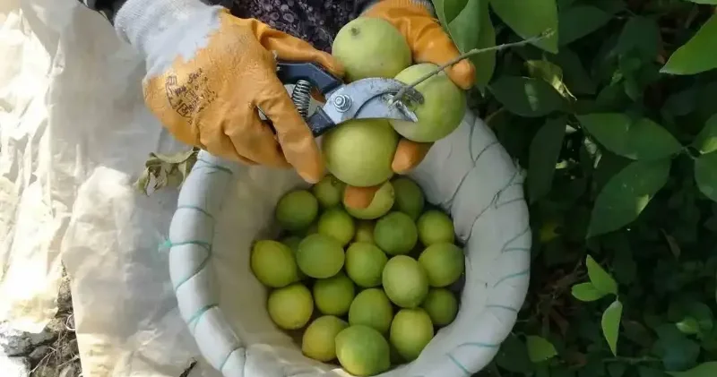Binlerce ailenin geçim kaynağı limonun başkentinde hasat zamanı Mersin Haberleri