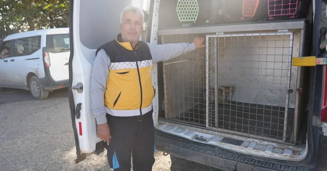 Adıyaman da yaralı tilki tedavisinin ardından doğaya salındı Adıyaman Haberleri