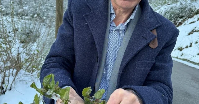 Giresun Ziraat Odası ndan fındıkta 2026 için risk uyarısı Giresun Haberleri