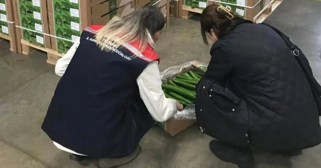 Çorlu dan Hollanda ya salatalık ihracatı Tekirdağ Haberleri