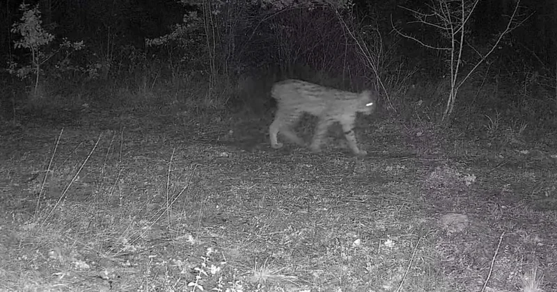 Karabük’te vaşak ve yavrusu ile kurt, fotokapana yansıdı