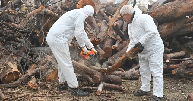 Budanan ağaç dalları ihtiyaç sahiplerini ısıtıyor Manisa Haberleri