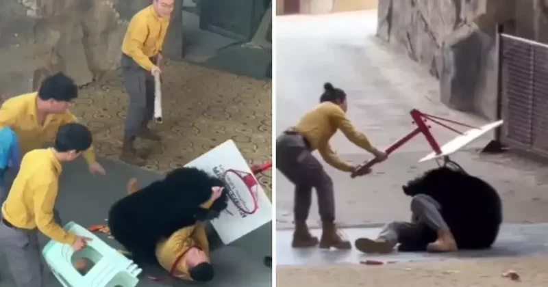 Yiyecek kokusuyla çıldıran ayı bakıcısını ağır yaraladı