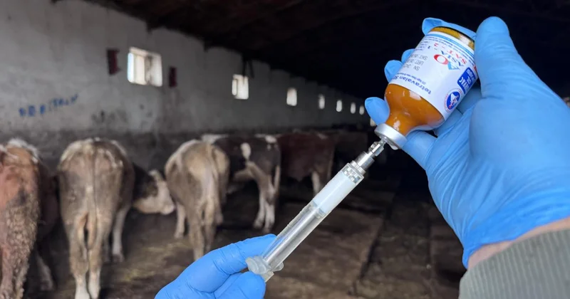 Muğla da şap hastalığı nedeniyle 11 mahalle karantinaya alındı