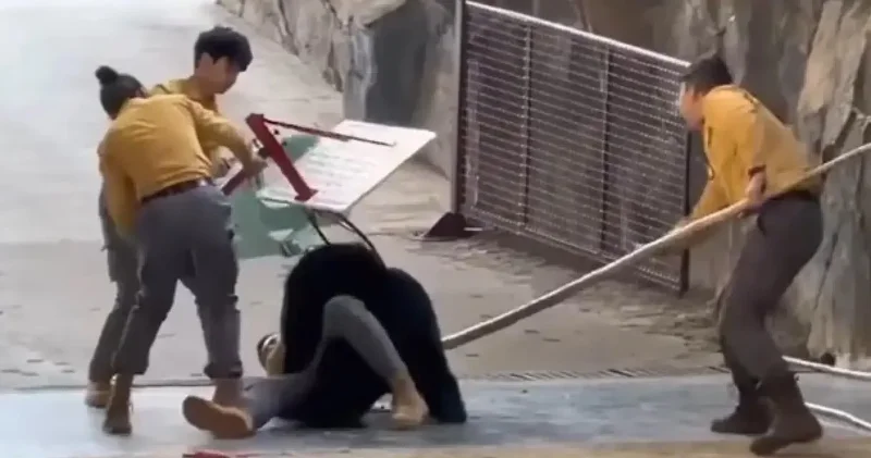 İstismar edilen ayı eğitimci sine saldırdı: O anların videosu ortaya çıktı