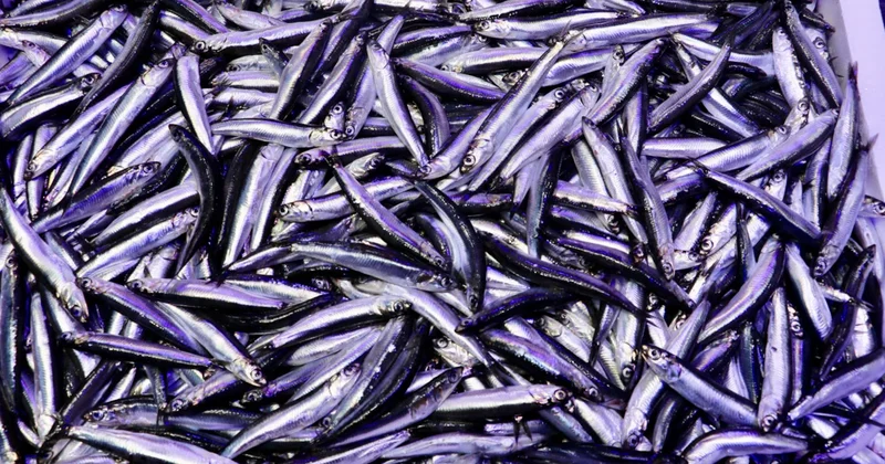 Festivalde 7 ton hamsi tüketildi Sözcü Gazetesi