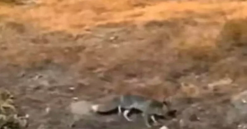 Aç kalan tilki şehir merkezine indi