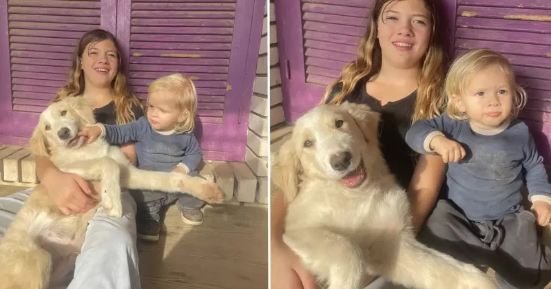 Yunanistan da pitbull dehşeti: 2 yaşındaki çocuk hayatını kaybetti